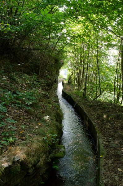 The millstream flowing between the trees of the woods