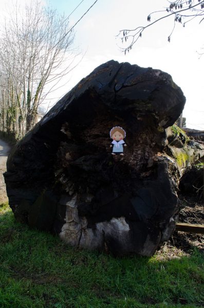 Maybe the oak of the story was grand as this trunk discovered in S. Giovanni (in the municipality of Luserna)...