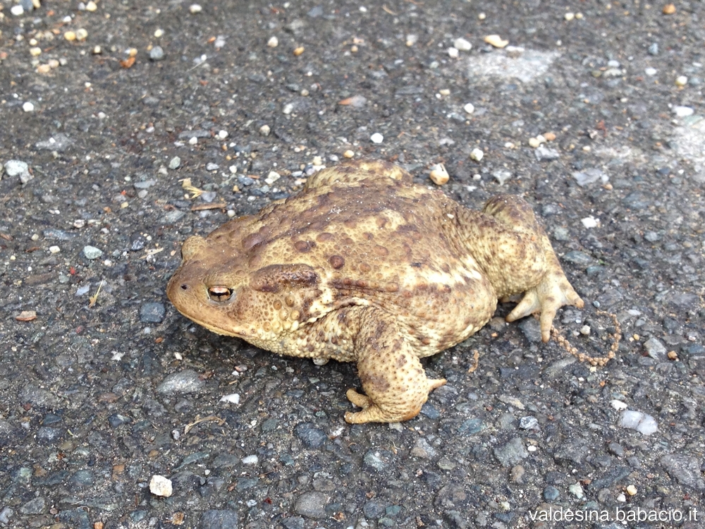 Look, a toad! And it’s really big!